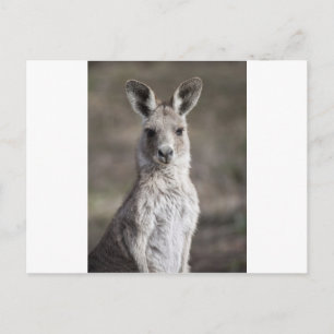 Cartão Postal Kangaroo