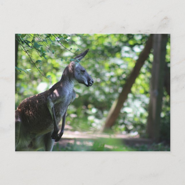 Cartão postal Kangaroo (Frente)