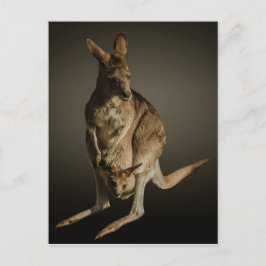 Cartão Postal Kangaroo