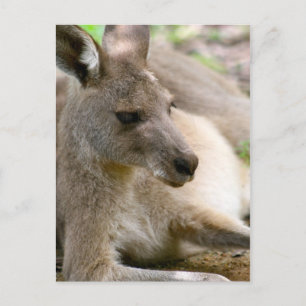 Cartão Postal Kangaroo