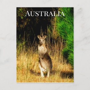 Cartão Postal Kangaroo da Austrália