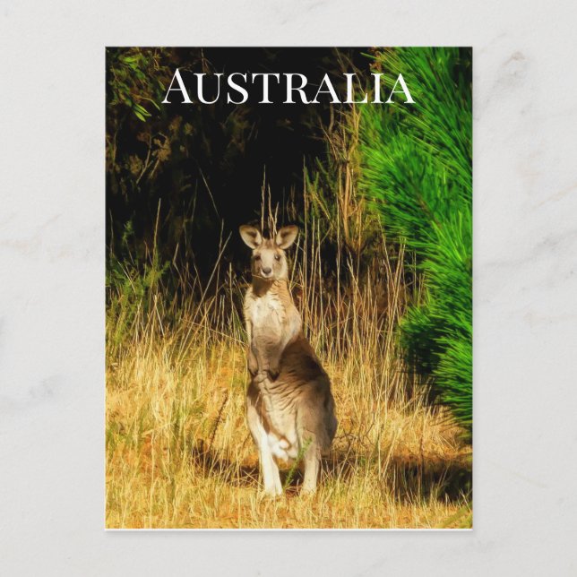 Cartão Postal Kangaroo da Austrália (Frente)