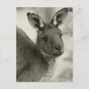 Cartão Postal Kangaroo no Santuário de Warrawong no Sul da Aust