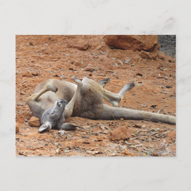 Cartão Postal Kangaroo Rolling / Tocando no Cartão-Postal (Frente)