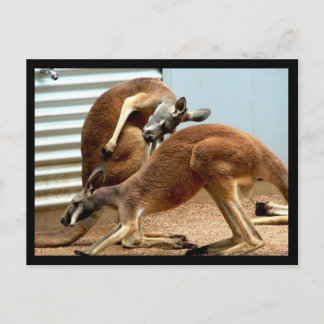 Cartão Postal Kangaroos