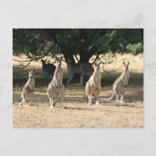 Cartão Postal Kangaroos em uma linha