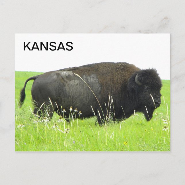 Cartão Postal Kansas - Bison/Buffalo Bull (Frente)
