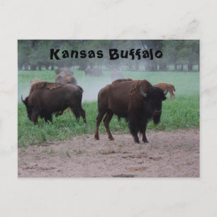 Cartão Postal Kansas Buffalo POSTA CARD