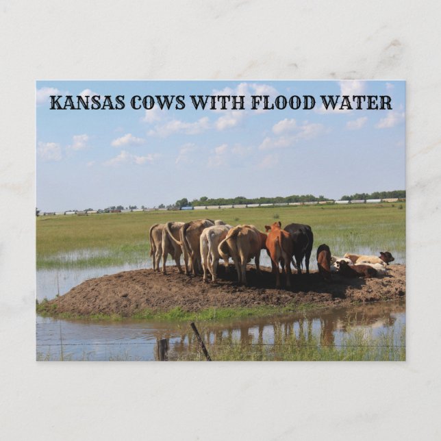 Cartão Postal Kansas Cows com placa de Posto de água de inundaçã (Frente)