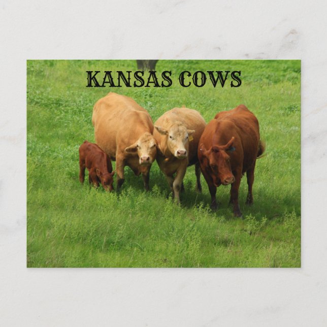 Cartão Postal Kansas Cows out in the Country Postar Card (Frente)