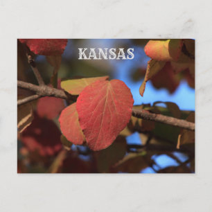 Cartão Postal Kansas Fall Lices