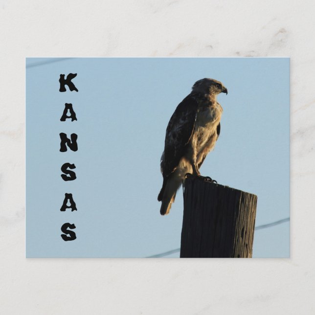 Cartão Postal Kansas Hawk em uma Posta de polo. (Frente)