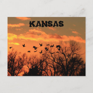 Cartão Postal Kansas Ouro Sunset com gansos, árvores. Placa de 