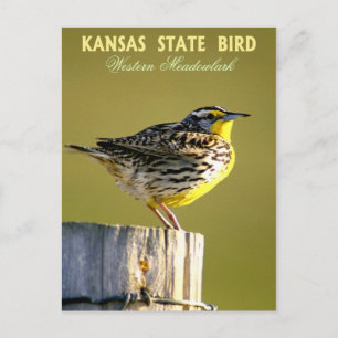 Cartão Postal Kansas State Bird - West Meadowlark