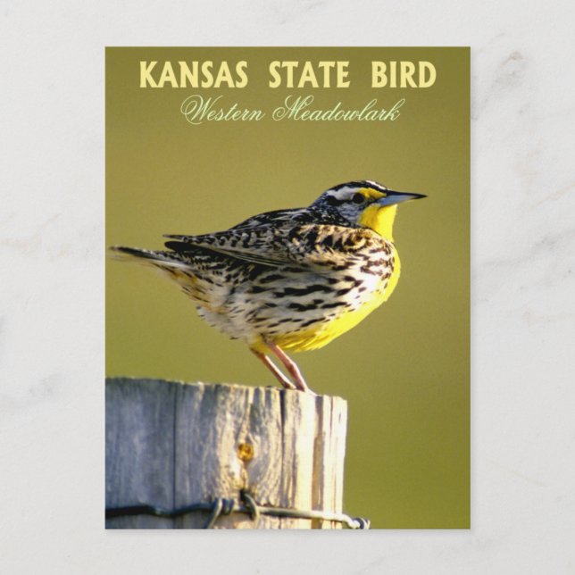 Cartão Postal Kansas State Bird - West Meadowlark (Frente)