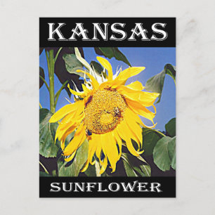 Cartão Postal Kansas Sunflower