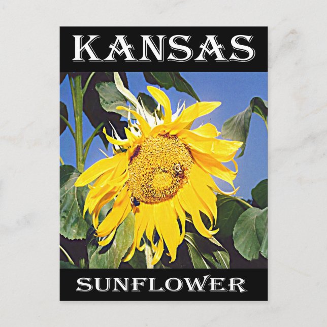Cartão Postal Kansas Sunflower (Frente)