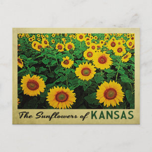 Cartão Postal Kansas Sunflower