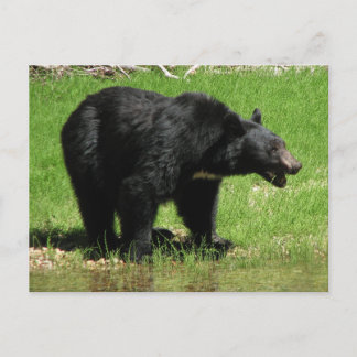 Cartão Postal Kasha Bear 1