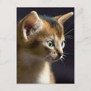 Cartão Postal kat
