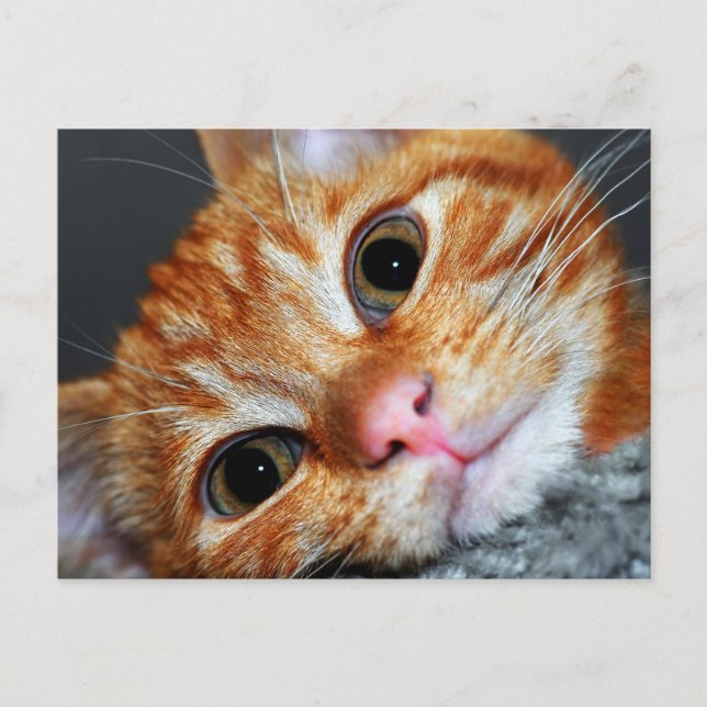 Cartão Postal Kat gatinho (Frente)