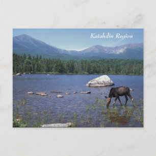 Cartão Postal Katahdin Maine Moose