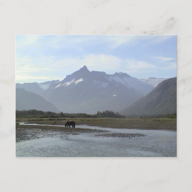 Cartão Postal Katmai Brown Bear (Frente)