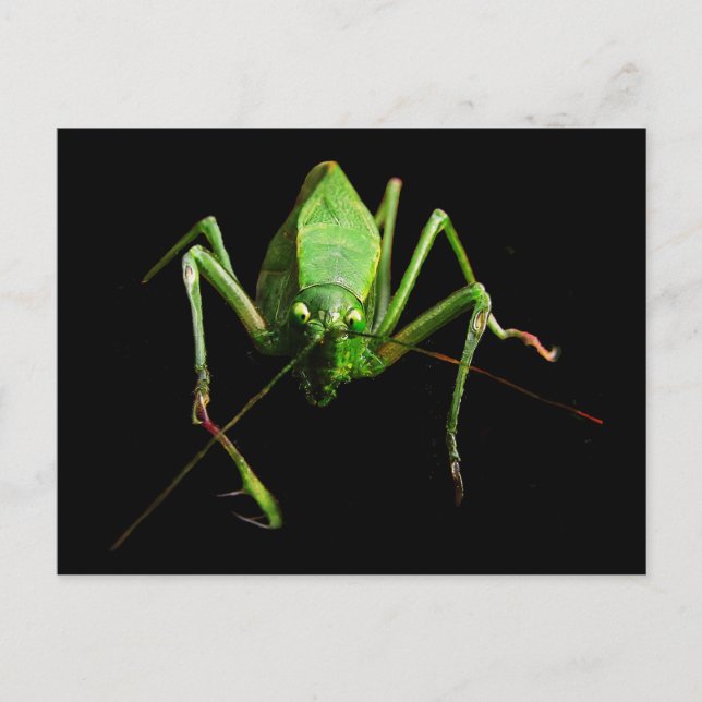 Cartão Postal Katydid (Frente)