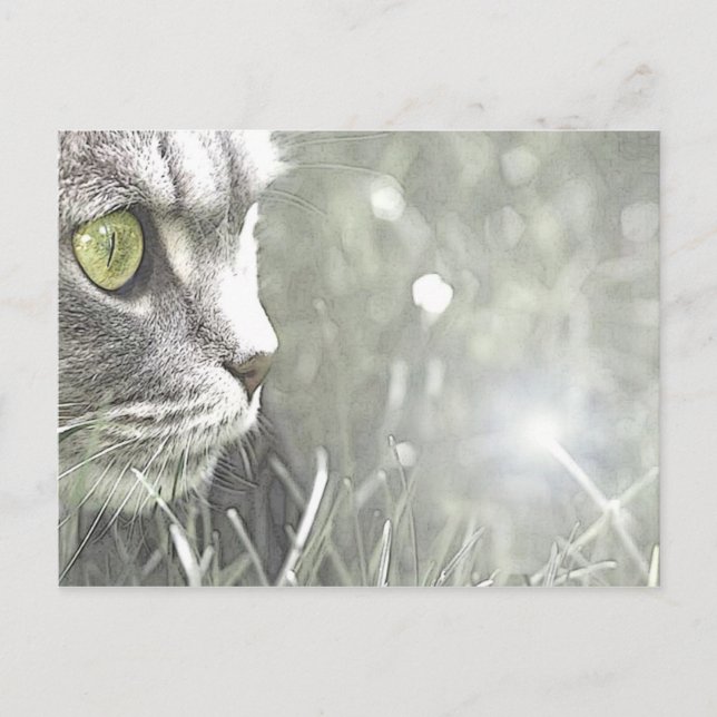 Cartão Postal Katz (Frente)