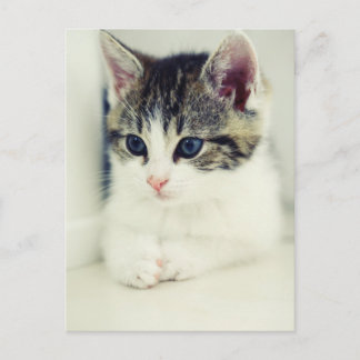 Cartão Postal katze