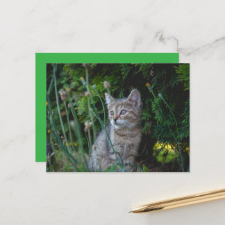 Cartão Postal Katze - Haustiere Karte