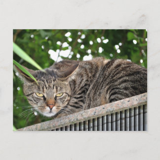 Cartão Postal Katze wird böse