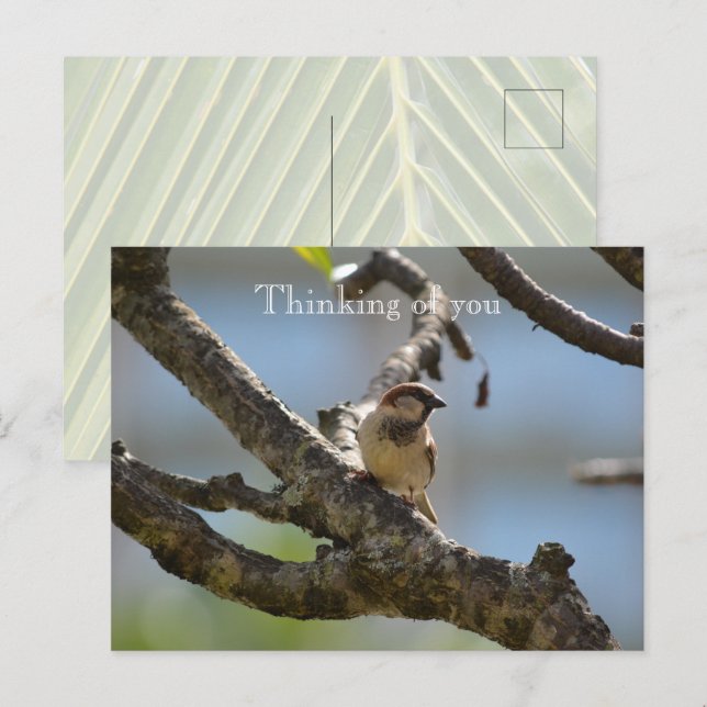Cartão Postal Kauai Hawaii Bird em Tree Branch Pensando em você (Frente/Verso)