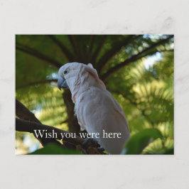 Cartão Postal Kauai Hawaii Bird em uma árvore