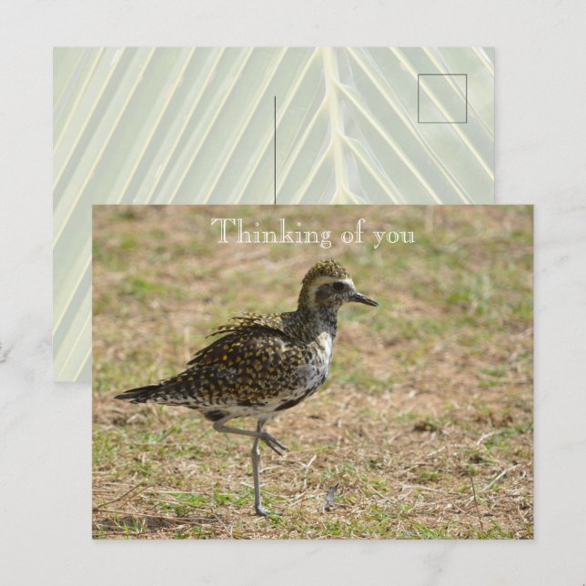 Cartão Postal Kauai Hawaii Bird pensando em você (Frente/Verso)