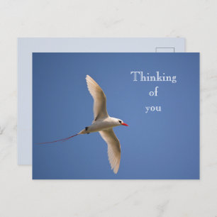 Cartão Postal Kauai Hawaii Kilauea Red Tailed Tropicbird