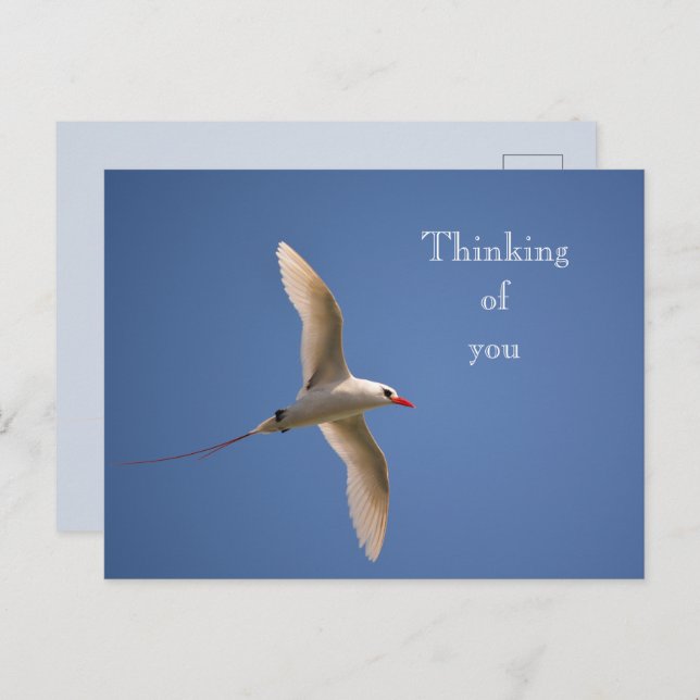 Cartão Postal Kauai Hawaii Kilauea Red Tailed Tropicbird (Frente/Verso)