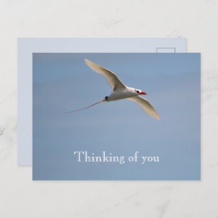 Cartão Postal Kauai Hawaii Kilauea Voando Tropicbird Vermelho-Al