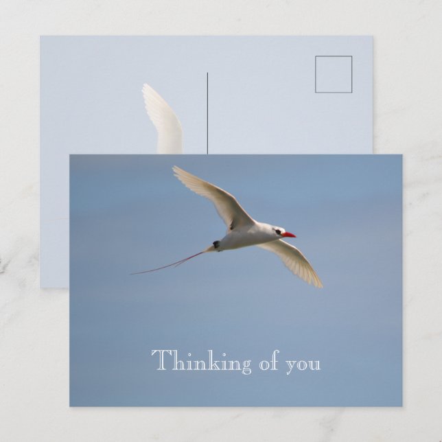 Cartão Postal Kauai Hawaii Kilauea Voando Tropicbird Vermelho-Al (Frente/Verso)