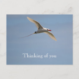 Cartão Postal Kauai Hawaii Kilauea Voando Tropicbird Vermelho-Al