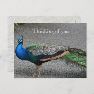 Cartão Postal Kauai Hawaii Peacock