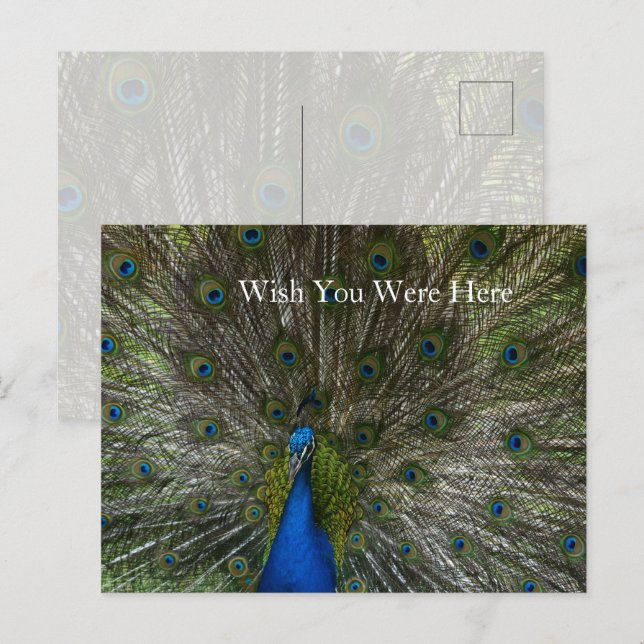 Cartão Postal Kauai Hawaii Peacock Feather (Frente/Verso)