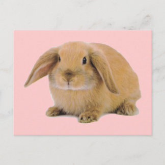 Cartão Postal Kawaii Cute Bunny Rabbit