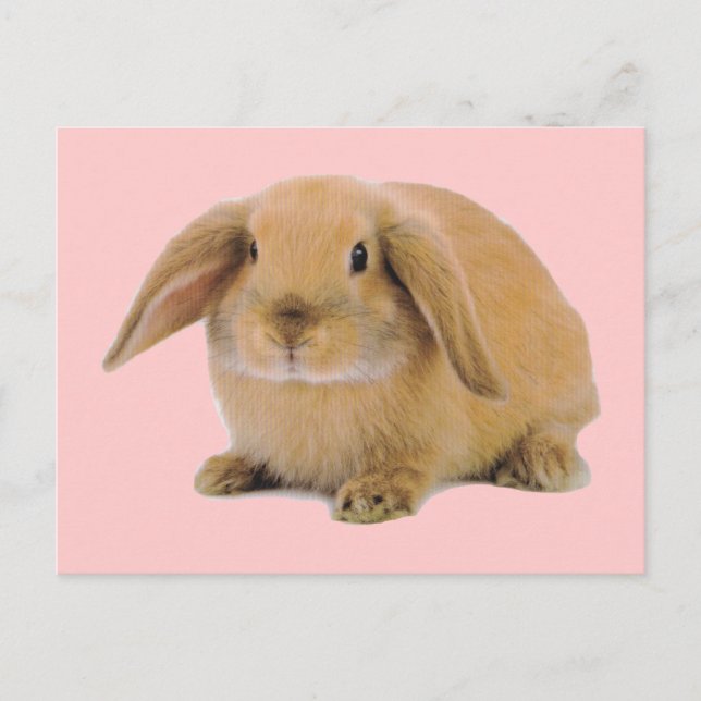 Cartão Postal Kawaii Cute Bunny Rabbit (Frente)