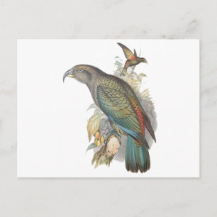 Cartão Postal Kea