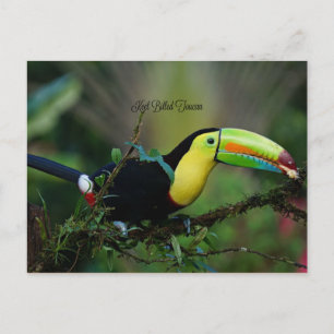 Cartão Postal Keel Billed Toucan, ave tropical