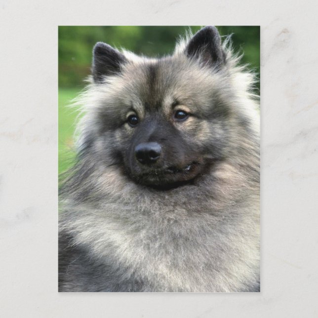 Cartão Postal Keeshond (Frente)
