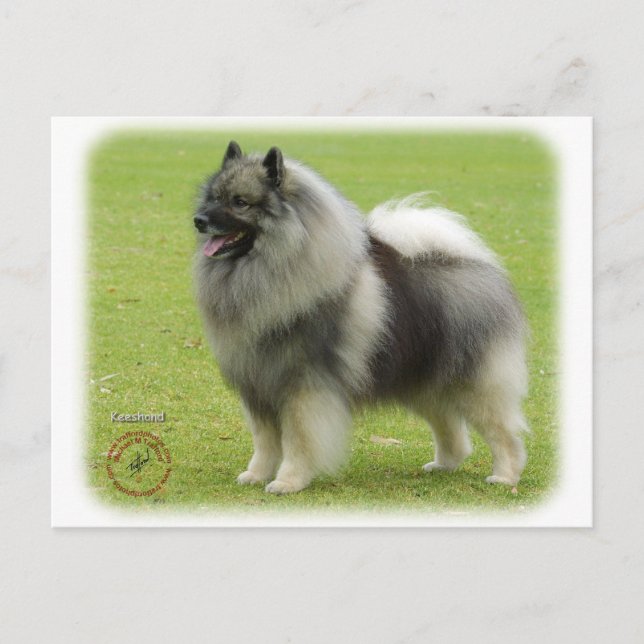Cartão Postal Keeshond 9J28D-01 (Frente)