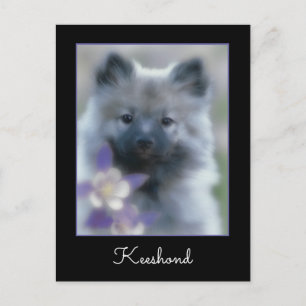 Cartão Postal Keeshond e Columbine - Fotografia de Cães