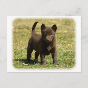 Cartão Postal Kelpie australiano 9P022D-025